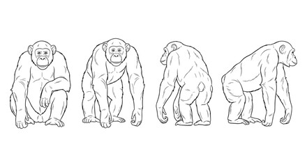 Obraz premium Chimpanzee line art in multiple poses on white background