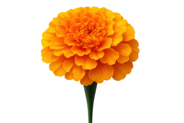 Marigold producing an orange flower with multiple petals and a green stem. Natural bloom cut out on transparent background