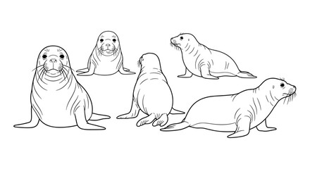 Obraz premium Seal line art illustration collection in various poses for design
