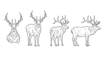 Elegant deer line art collection: four detailed illustrations of majestic stags in different poses