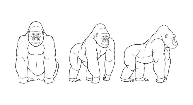 Gorilla poses sketch: front, side, and back views in line art