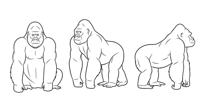 Linear gorilla sketch: three-view animal anatomy study