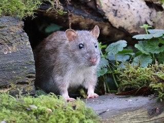 A rat in the wild