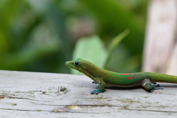 Green Day Gecko Shedding Skin