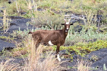 Goat Standing On Lava Rock While Chewing