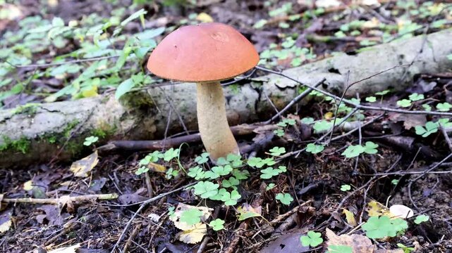 Edible boletus mushroom in the green grass in forest