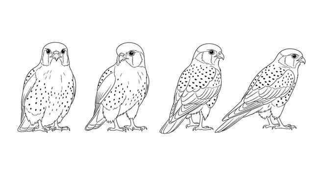 Outline kestrels: detailed bird line art collection for nature lovers and ornithology enthusiasts