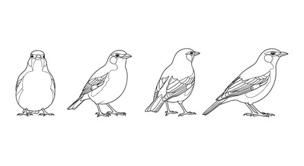 Linear bird drawing evolution: from simple shapes to detailed outlines