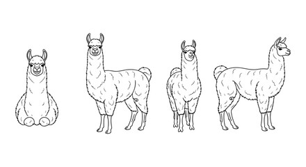 Obraz premium Llama outline collection: front, side, and rear views for creative projects