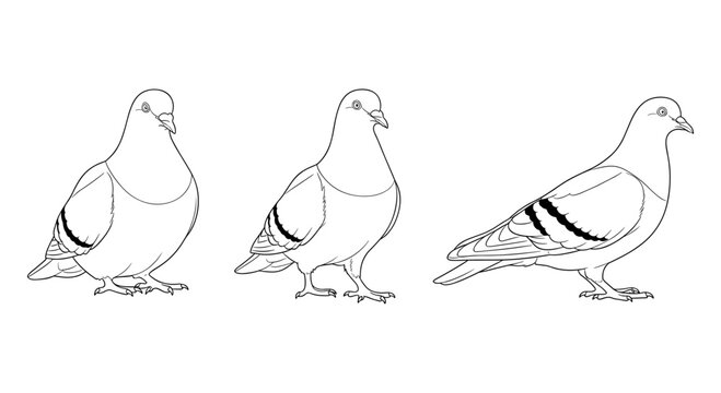Line art pigeons in various poses on a white background for coloring or design