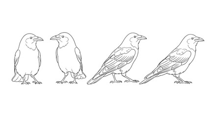 Obraz premium Crow outline in various poses: a detailed linear design for artistic projects