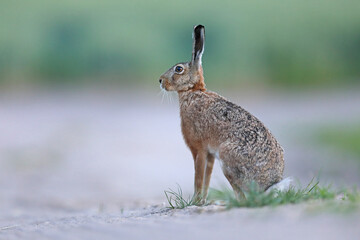 Zając szarak, hare, (Lepus europaeus)