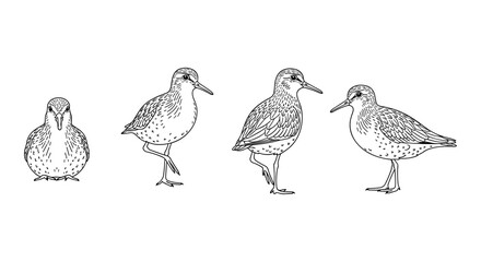 Obraz premium Detailed linear drawing of birds in various standing positions