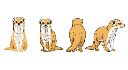 Ferret artistic expressions in multiple views: front, back, and side perspectives