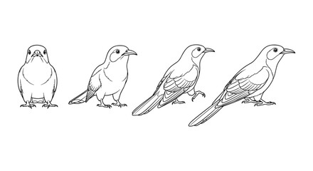 Bird line art: four poses of a songbird in black and white