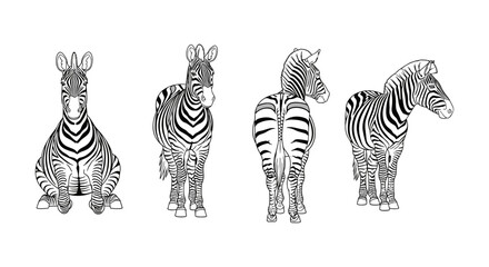 Obraz premium Stylized zebra collection: front, back, side views in black and white linear art