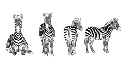Obraz premium Black and white zebra line art in different poses