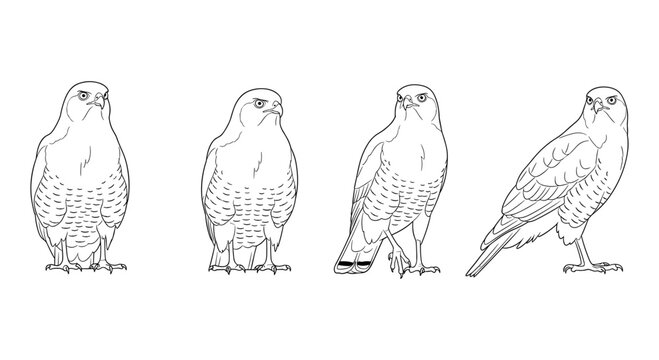 Set of hawk line art illustrations in different poses on white background
