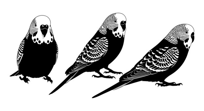 Black and white silhouette of budgies: detailed bird trio illustration
