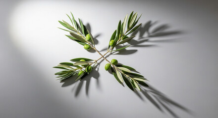 two olive branches crossing together, minimal studio style, soft shadows