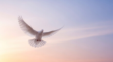 white dove silhouette flying across pastel sky, peaceful gradient background