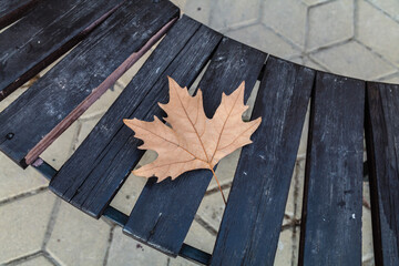 Leaf is laying on a bench. The bench is made of wood and is black. The leaf is brown and has a hole in it