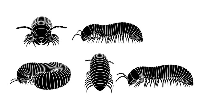 Detailed silhouette illustrations of millipedes in various poses