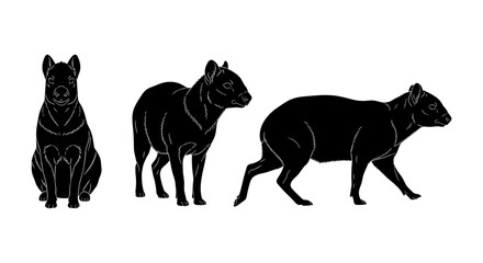 Obraz premium Tasmanian devil silhouette set: three views of unique wildlife