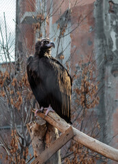 Large bird is perched on a wooden post
