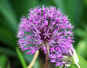 A perennial bulbous plant Allium blooms in the garden