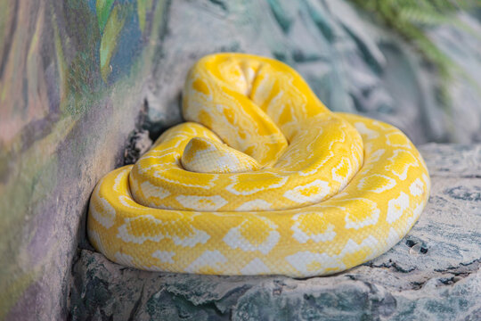 Yellow and white snake is curled up on a rock