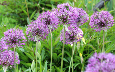 A perennial bulbous plant Allium blooms in the garden