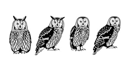 Hand drawn owls: elegant black and white owl illustrations in line art style