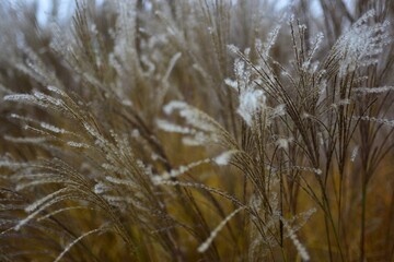 Fototapeta premium Close-up macro of soft ornamental grass with delicate white seed heads. Shallow depth of field creates a dreamy, natural autumn texture with warm tones and gentle bokeh.
