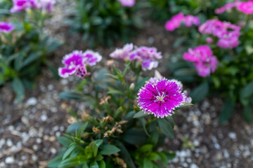 ガーデニング素材・ナデシコの咲く風景