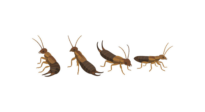 Detailed earwig set on white background