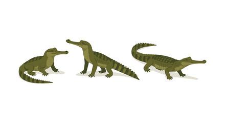 Obraz premium Three cartoon alligators set against a white background in playful pose