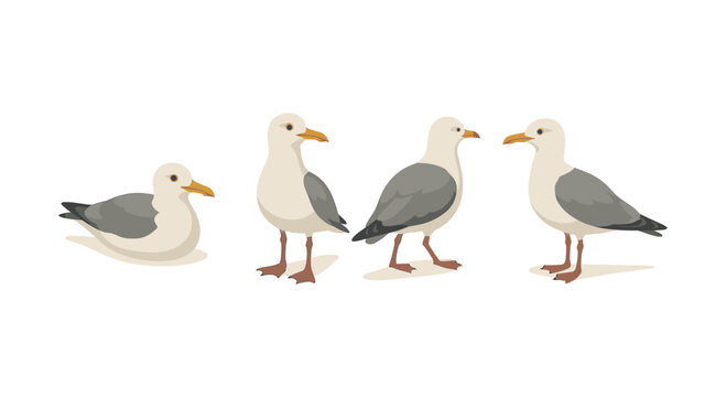 Set of seagull illustrations in various poses with a minimalist style