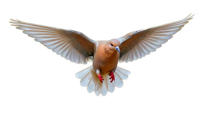 Fototapeta premium Barbary dove (Streptopelia risoria) in flight. This domesticated species is often associated with symbols of peace and the Holy Spirit. 