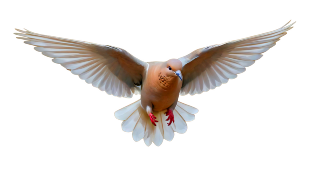 Barbary dove (Streptopelia risoria) in flight. This domesticated species is often associated with symbols of peace and the Holy Spirit. 