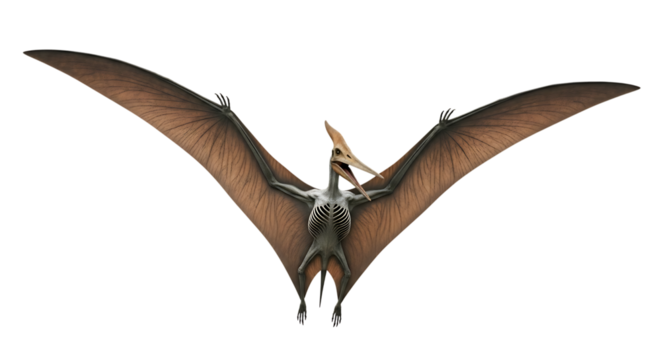 Pterodactyl skeleton with outstretched wings and visible rib cage, isolated on a transparent background, cutout, PNG