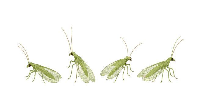Realistic green lacewing collection with transparent wings and antennae on white background