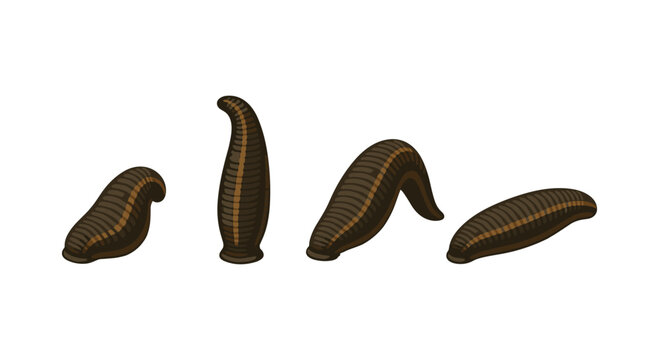 Realistic leeches set on white background for educational uses