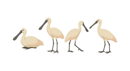 Eurasian spoonbill birds in various poses on white background