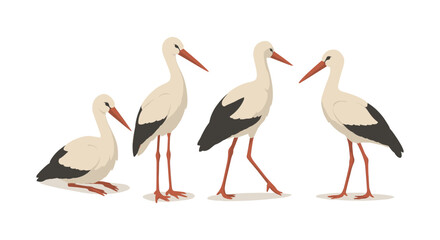 Elegant storks on white background: graceful birds in different poses