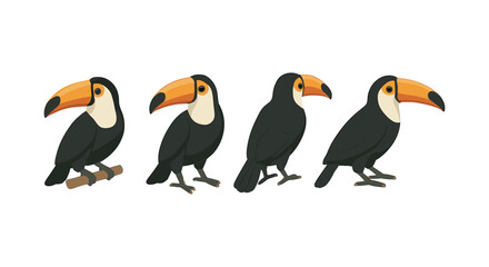 Obraz premium Toucan evolution: four step bird transformation on white background