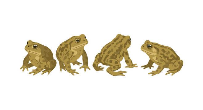 Realistic toads in various poses on white background