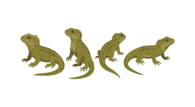 Realistic tuatara reptile set on white background