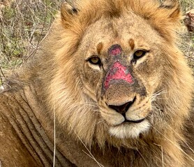 Wild Male Lion with Battle Wounds in Natural Habitat. A close-up editorial wildlife photograph of a mature male African lion (Panthera leo) resting in dry grassland, showing visible facial wounds. 
