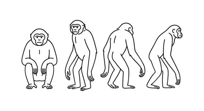 Evolution of humans from ape to modern man in linear style illustration